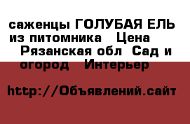 саженцы ГОЛУБАЯ ЕЛЬ из питомника › Цена ­ 75 - Рязанская обл. Сад и огород » Интерьер   